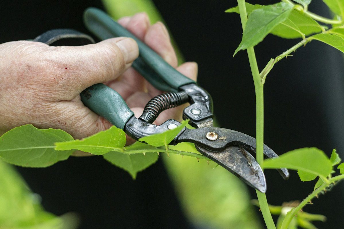 Main tenant un sécateur contre une jeune tige feuillue